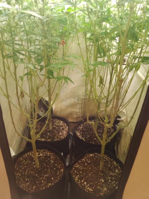 Sticky Broccoli Eternity GrowCup2026. Week 10