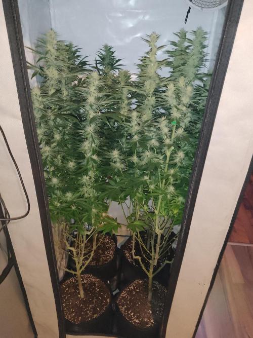 Sticky Broccoli Eternity GrowCup2026. Week 10