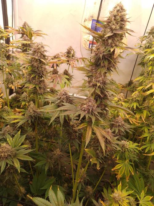 Black Cherry Cookies. Week 11