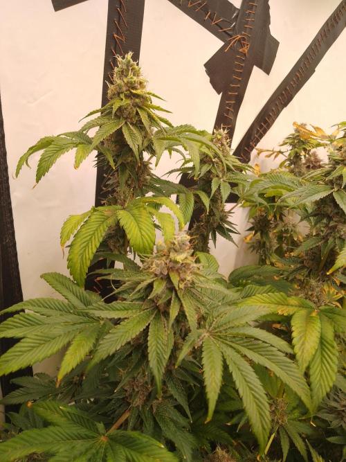 Black Cherry Cookies. Week 11