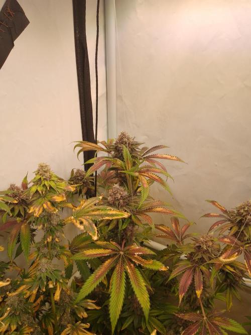 Black Cherry Cookies. Week 11