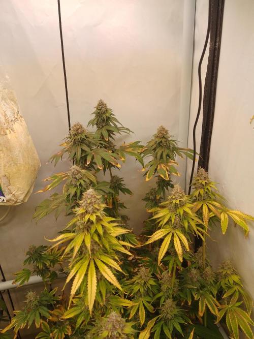Black Cherry Cookies. Week 11