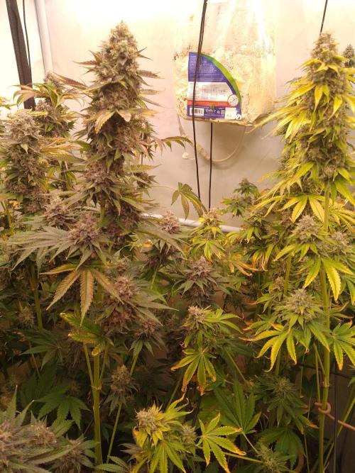 Black Cherry Cookies. Week 11