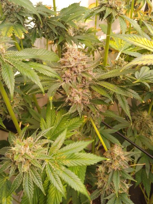Black Cherry Cookies. Week 11