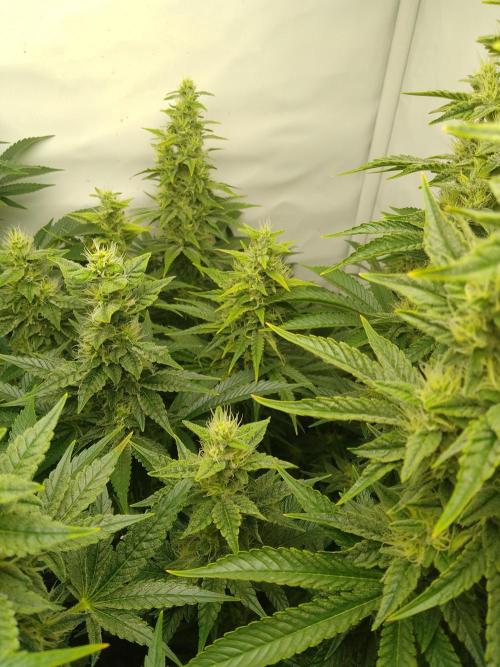 Sticky Broccoli Eternity GrowCup2026. Week 11