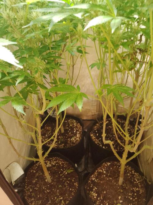 Sticky Broccoli Eternity GrowCup2026. Week 11