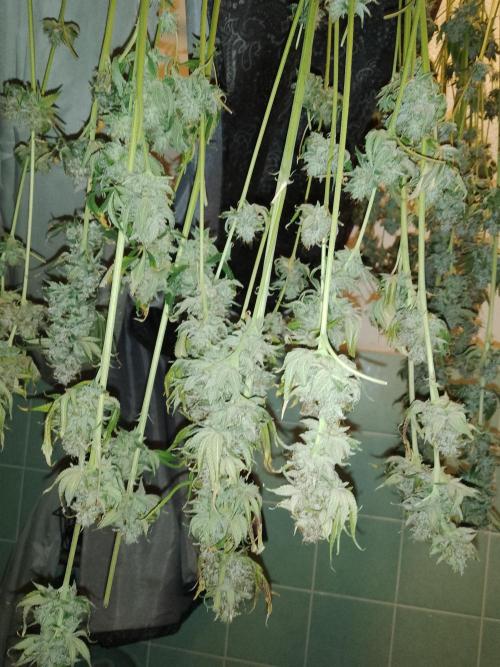 Black Cherry Cookies. Week 12