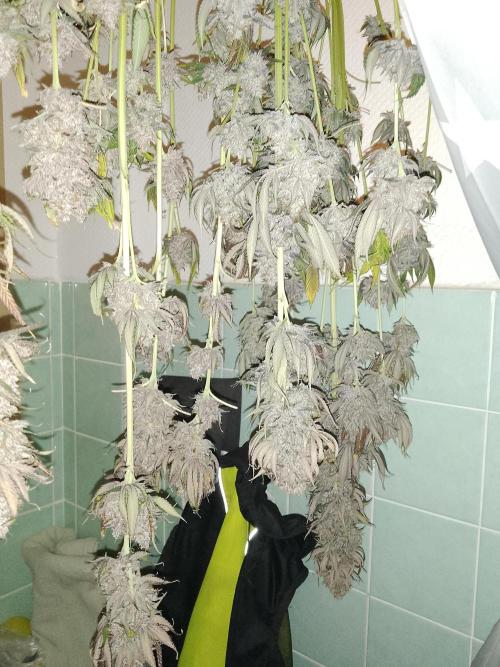 Black Cherry Cookies. Week 12