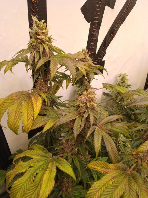 Black Cherry Cookies. Week 12