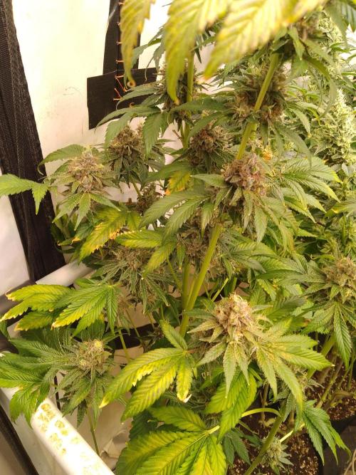Black Cherry Cookies. Week 12