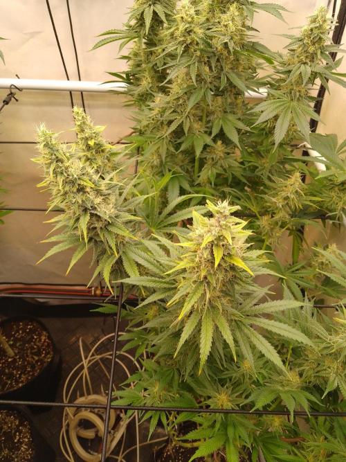 Sticky Broccoli Eternity GrowCup2026. Week 12