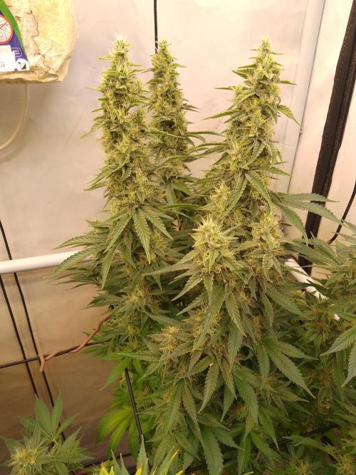 Sticky Broccoli Eternity GrowCup2026. Week 12