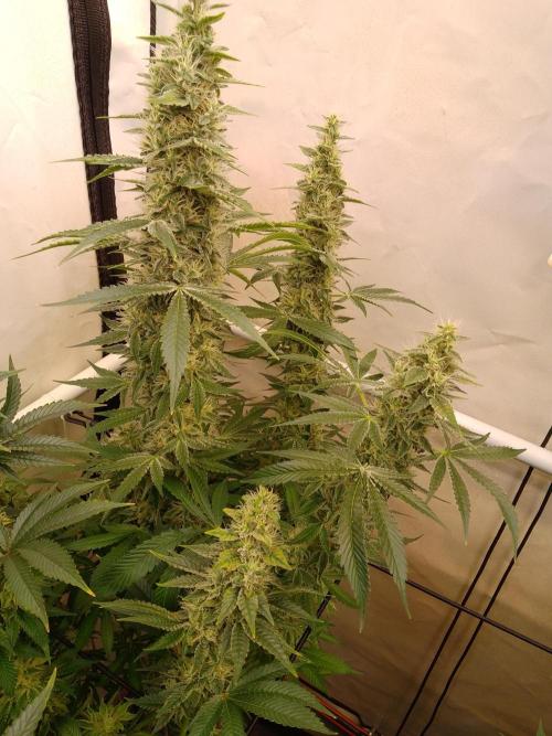 Sticky Broccoli Eternity GrowCup2026. Week 12