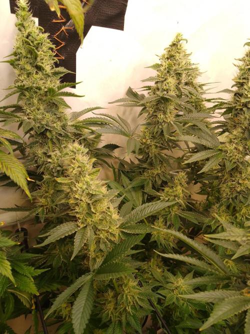 Sticky Broccoli Eternity GrowCup2026. Week 12