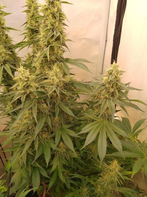 Sticky Broccoli Eternity GrowCup2026. Week 12