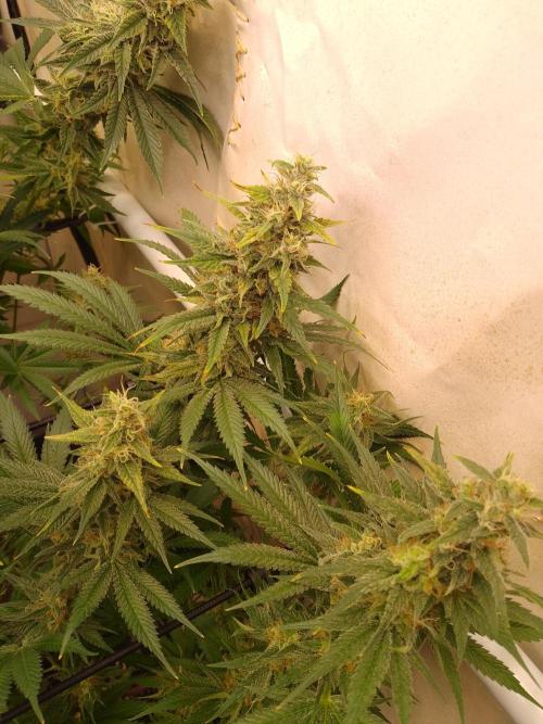 Sticky Broccoli Eternity GrowCup2026. Week 12
