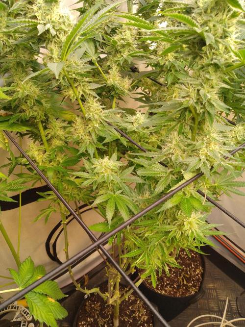 Sticky Broccoli Eternity GrowCup2026. Week 12