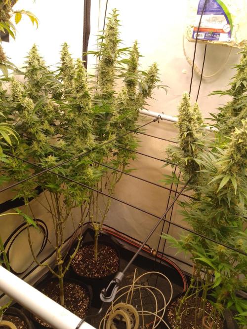 Sticky Broccoli Eternity GrowCup2026. Week 12