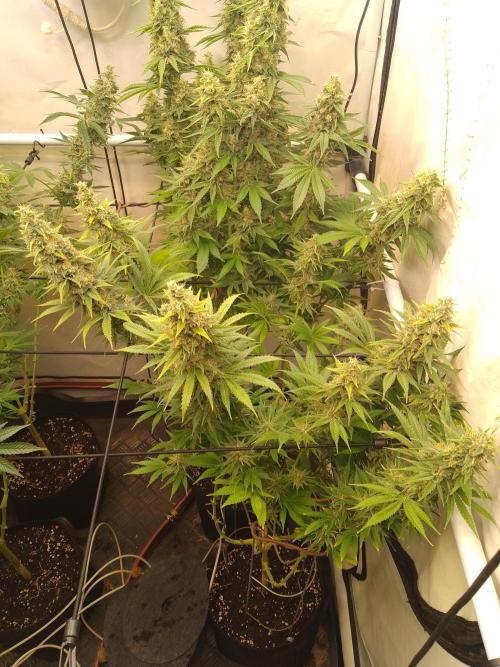 Sticky Broccoli Eternity GrowCup2026. Week 13