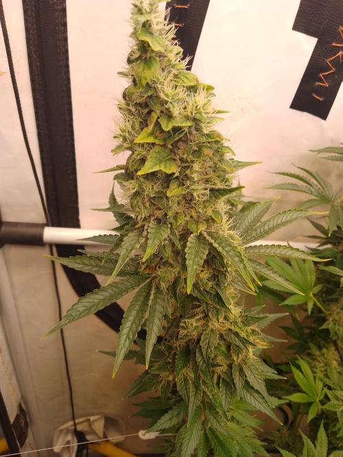 Sticky Broccoli Eternity GrowCup2026. Week 13