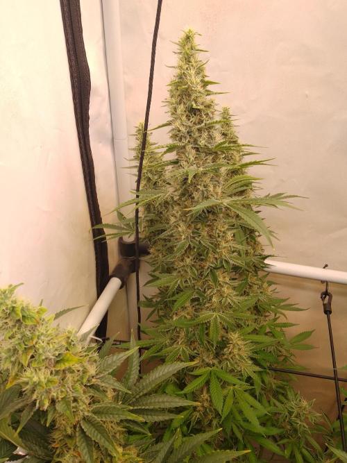 Sticky Broccoli Eternity GrowCup2026. Week 13
