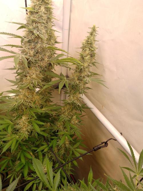 Sticky Broccoli Eternity GrowCup2026. Week 13