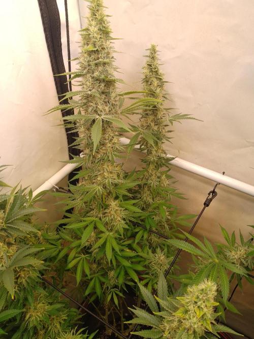 Sticky Broccoli Eternity GrowCup2026. Week 13