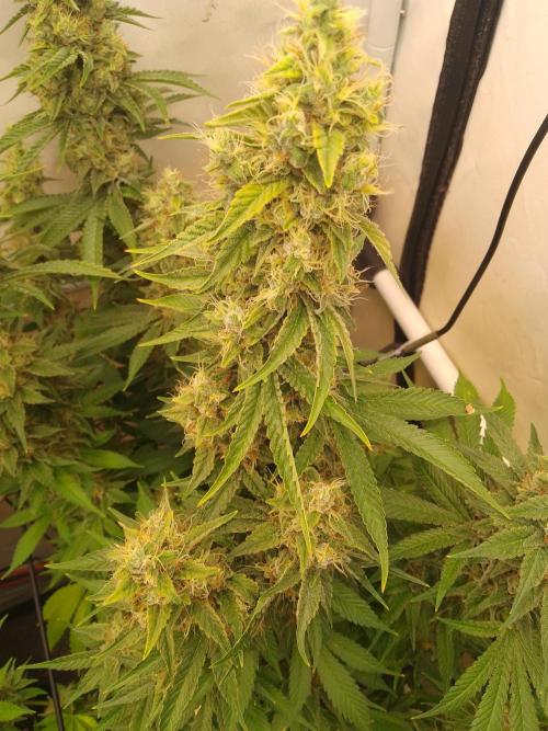 Sticky Broccoli Eternity GrowCup2026. Week 13