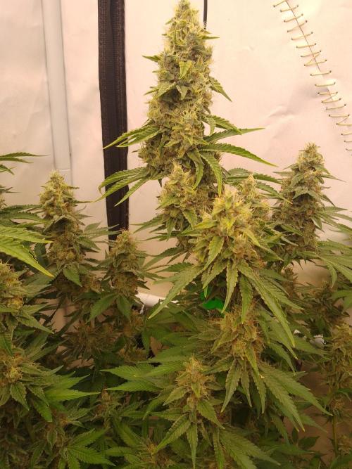 Sticky Broccoli Eternity GrowCup2026. Week 13