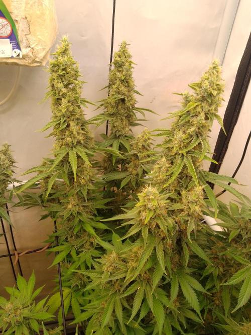 Sticky Broccoli Eternity GrowCup2026. Week 13