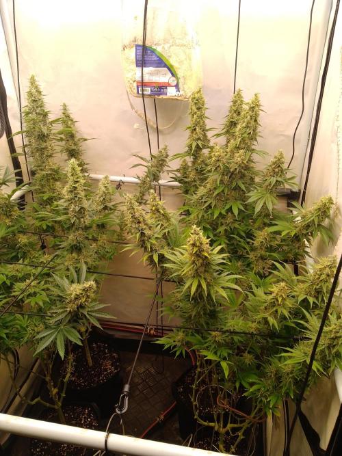 Sticky Broccoli Eternity GrowCup2026. Week 13