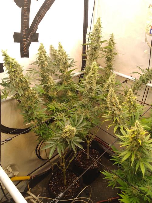 Sticky Broccoli Eternity GrowCup2026. Week 13