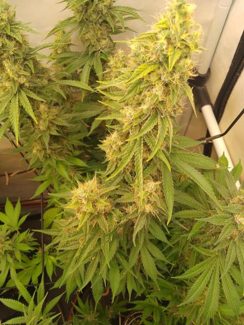 Sticky Broccoli Eternity GrowCup2026. Week 13