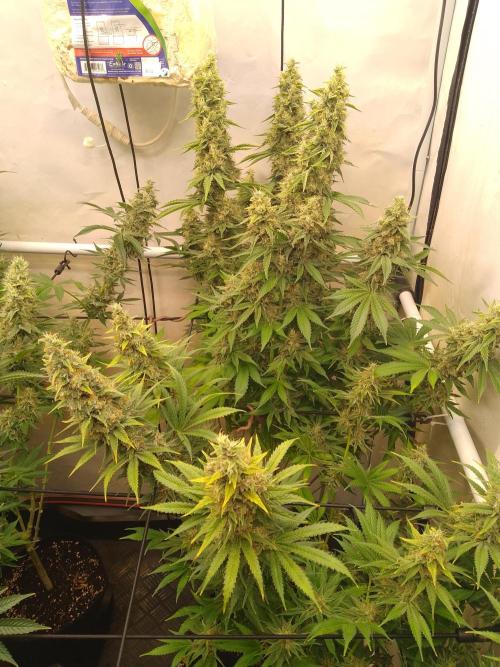 Sticky Broccoli Eternity GrowCup2026. Week 13