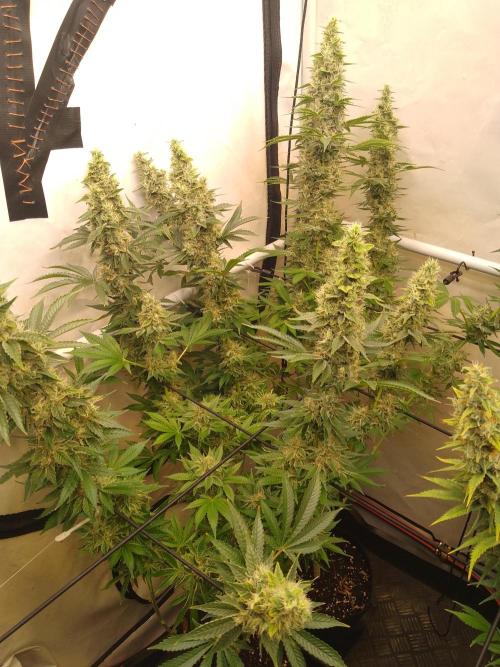 Sticky Broccoli Eternity GrowCup2026. Week 13