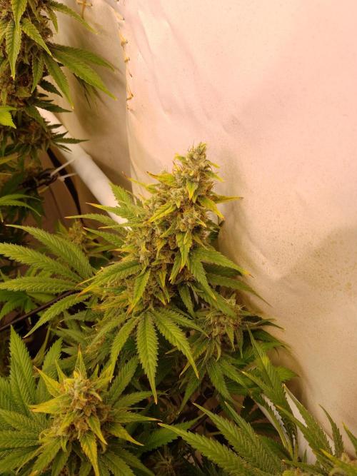 Sticky Broccoli Eternity GrowCup2026. Week 14