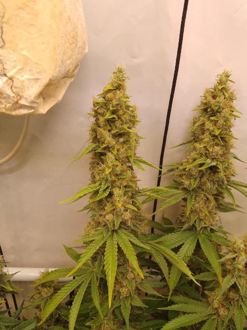 Sticky Broccoli Eternity GrowCup2026. Week 14
