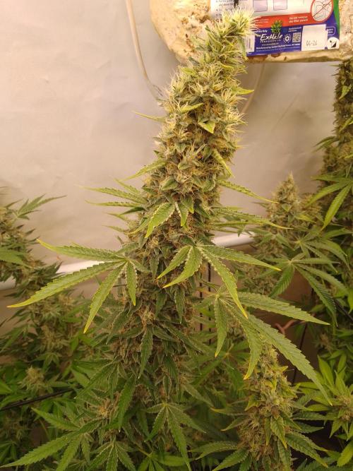 Sticky Broccoli Eternity GrowCup2026. Week 14