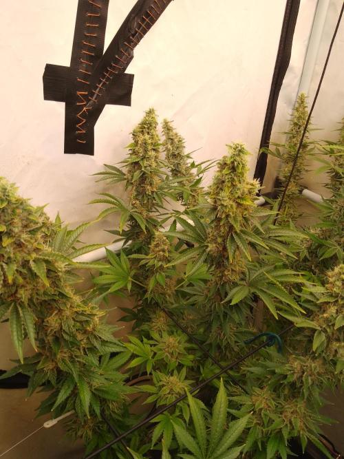Sticky Broccoli Eternity GrowCup2026. Week 14