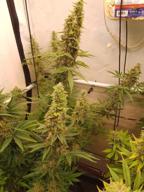 Sticky Broccoli Eternity GrowCup2026. Week 14