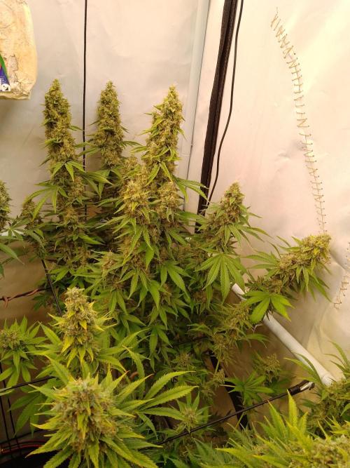 Sticky Broccoli Eternity GrowCup2026. Week 14