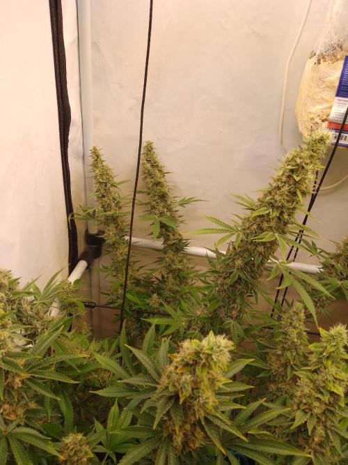 Sticky Broccoli Eternity GrowCup2026. Week 14