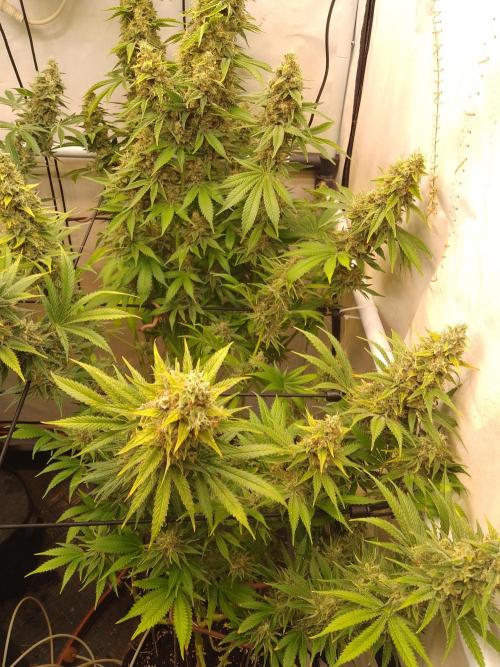 Sticky Broccoli Eternity GrowCup2026. Week 14