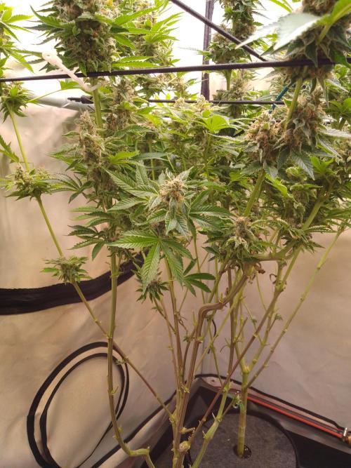 Sticky Broccoli Eternity GrowCup2026. Week 14