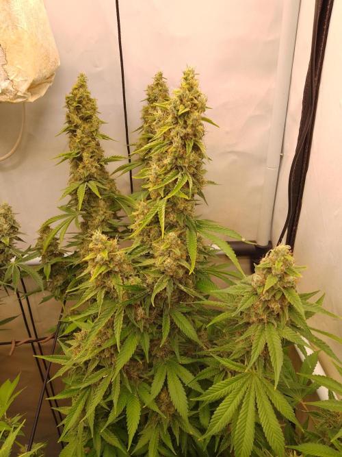 Sticky Broccoli Eternity GrowCup2026. Week 14