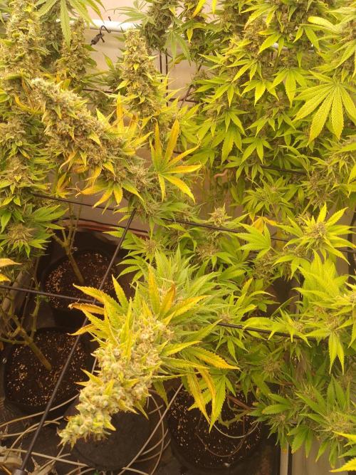 Sticky Broccoli Eternity GrowCup2026. Week 15