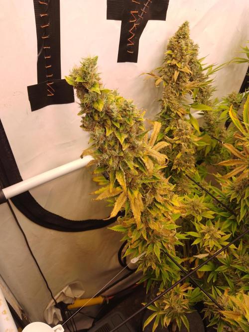Sticky Broccoli Eternity GrowCup2026. Week 15