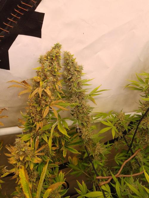 Sticky Broccoli Eternity GrowCup2026. Week 15
