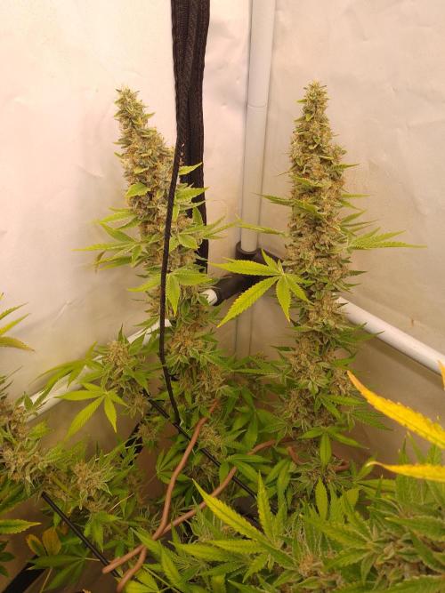 Sticky Broccoli Eternity GrowCup2026. Week 15