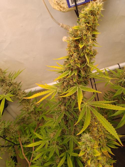Sticky Broccoli Eternity GrowCup2026. Week 15
